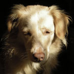 Hailey